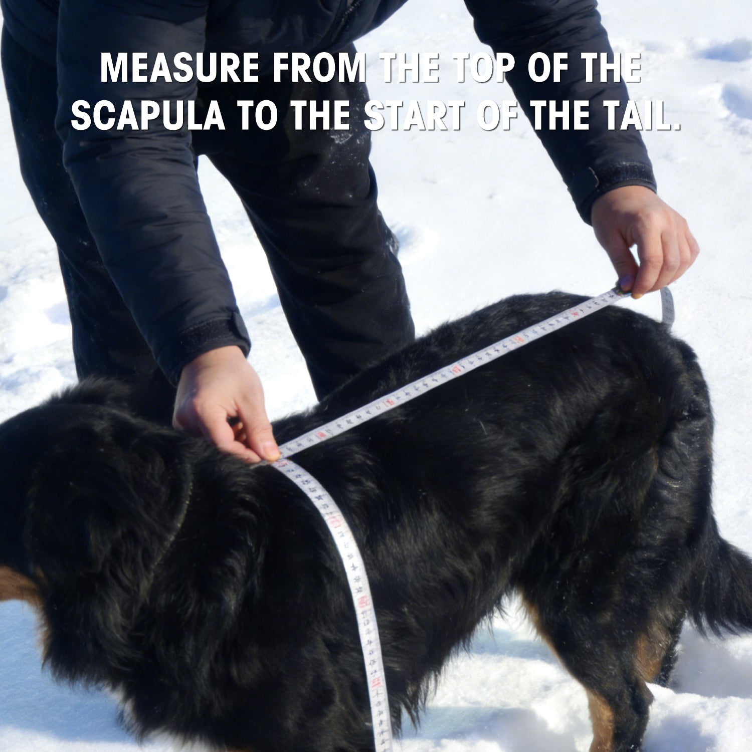 Dog Winter Outdoor Jacket Warm & Waterproof