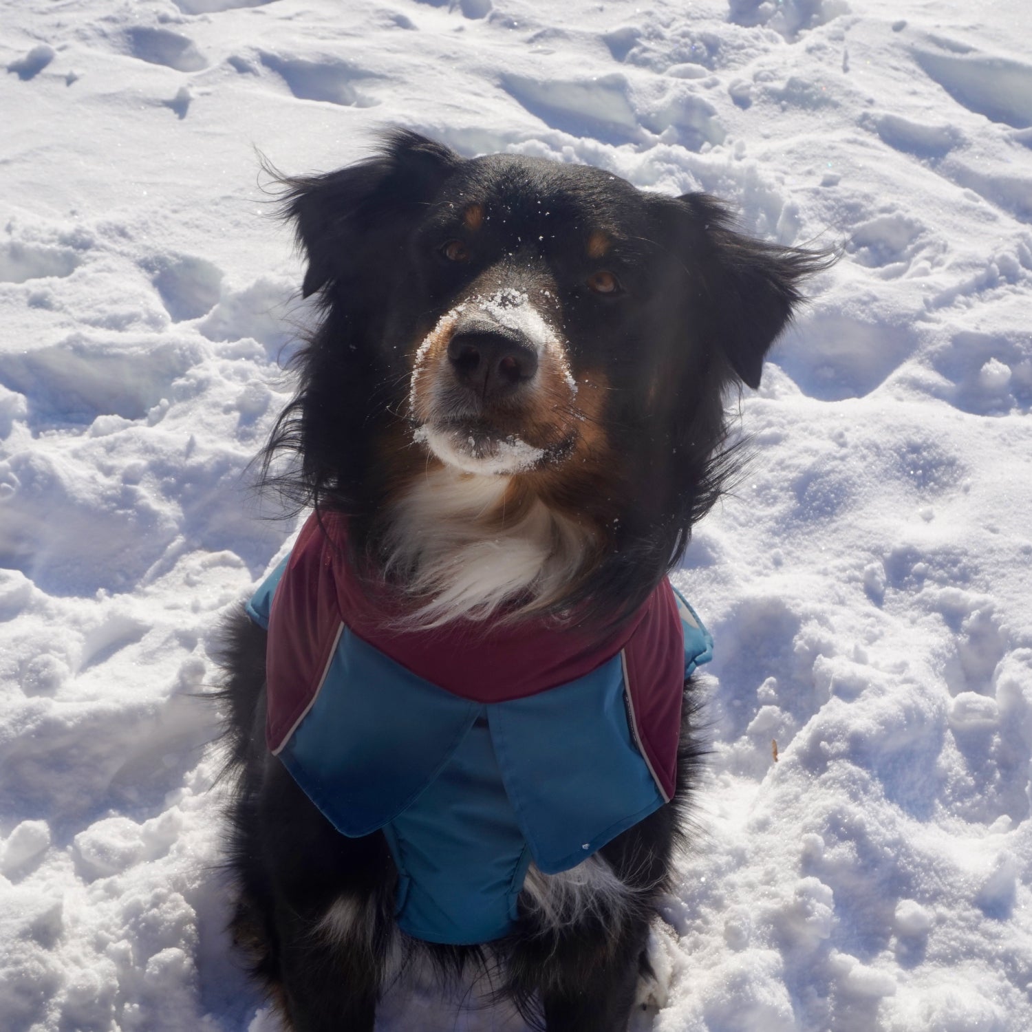 Dog Winter Outdoor Jacket Warm & Waterproof